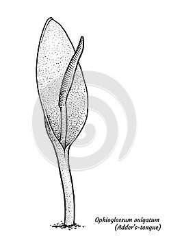 AdderÃ¢â¬â¢s-tongue fern illustration, drawing, engraving, ink, line art, vector photo